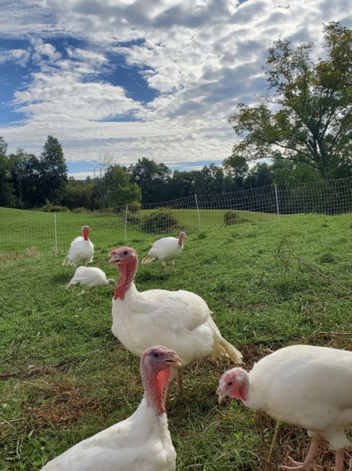 Pasture-raised and tasty